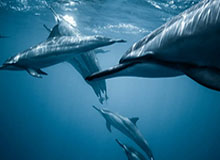 守护巨龙的腐化